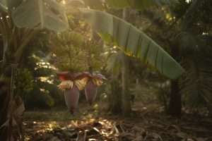Bananier en fleur : que faire pour une récolte réussie ?